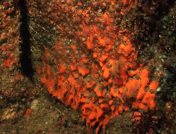 Schwämme und juwels