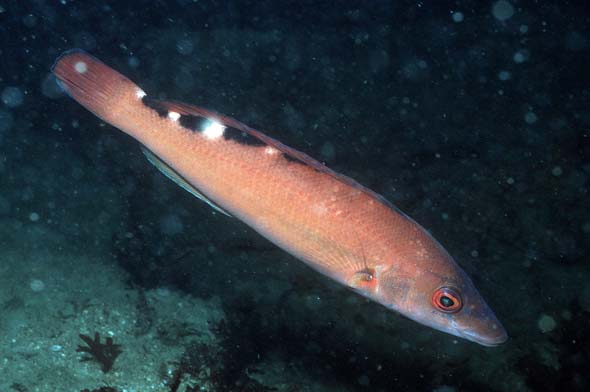 cuckoo-wrasse1