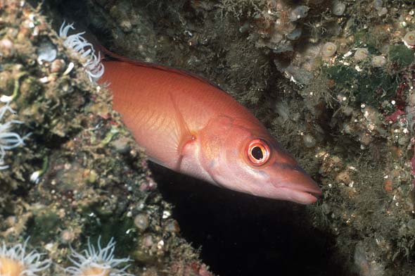 cuckoo-wrasse2