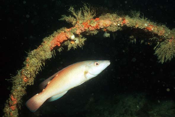 cuckoo-wrasse3