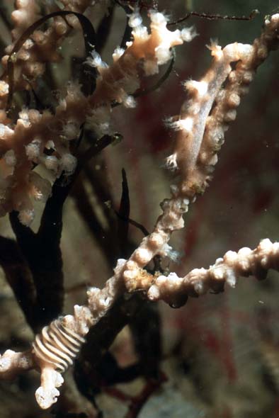 tritonia nilsodhneri + Gelege auf swiftia pallida