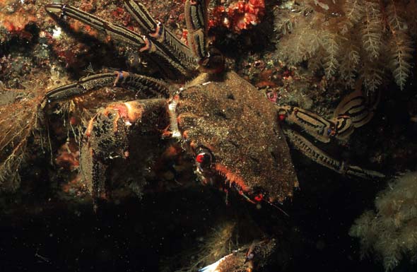 velvet-swimming-crab1