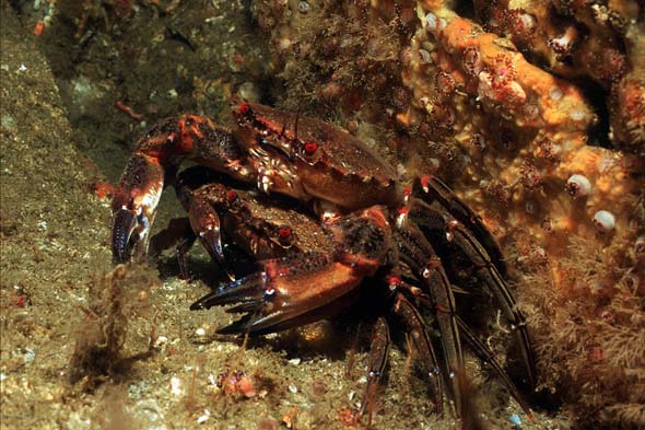 velvet-swimming-crab2