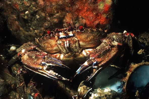 velvet-swimming-crab3
