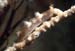 tritonia nilsodhneri  auf swiftia pallida