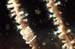 tritonia nilsodhneri Gelege auf swiftia pallida