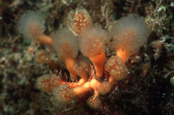 Seescheide (aplidium punctum)