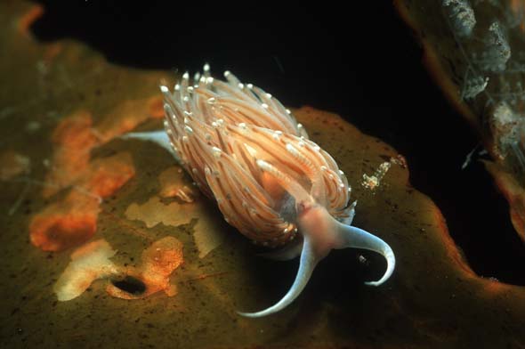 coryphella verrucosa 2