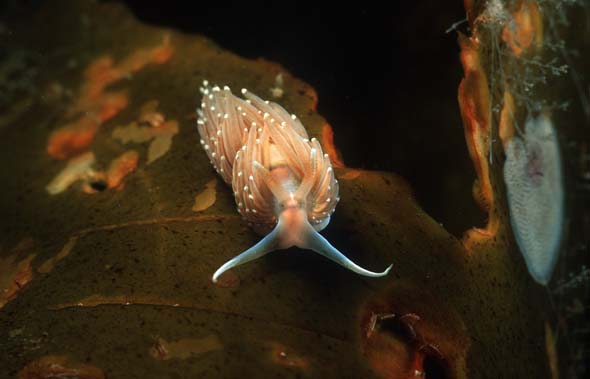 coryphella verrucosa 4