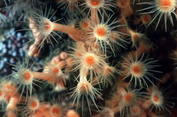 gelbe Krustenanemone (Parazoanthus axinellae)  1
