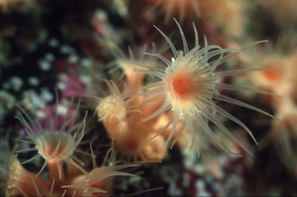 gelbe Krustenanemone 2