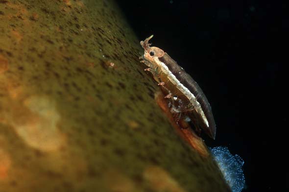isopod crustacean 1