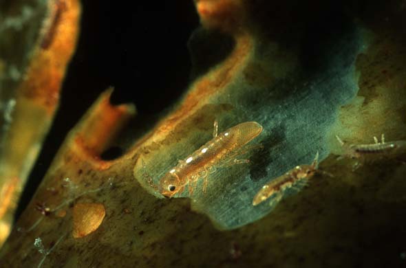 isopod crustacean 2