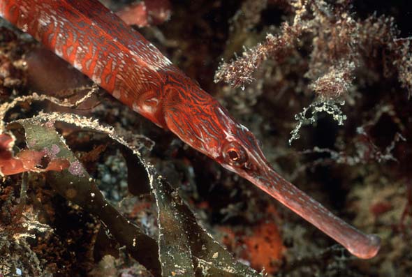 pipefish 3-2