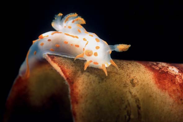 polycera quadrilineata 1-1