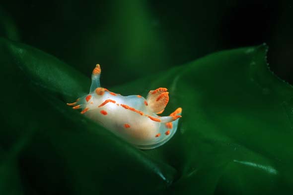 polycera quadrilineata 2