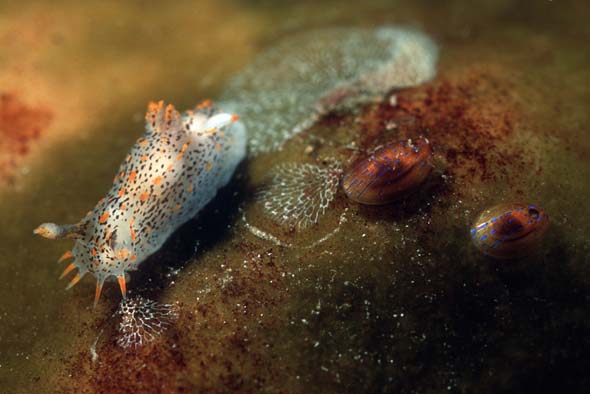 polycera quadrilineata 3