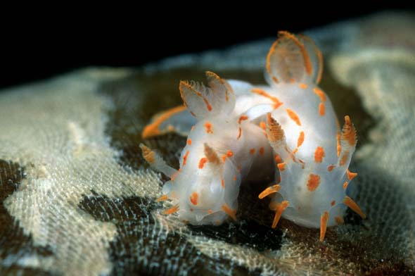 polycera quadrilineata 5