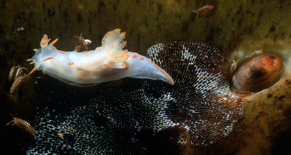 polycera quadrilineata isopod & crustaceans