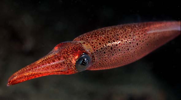 squid 3