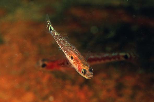 twospottedgoby 2