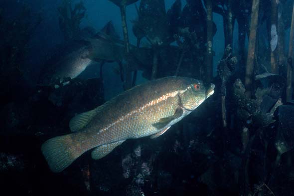 wrasse