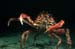 spidercrab 1