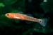 twospottedgoby 1