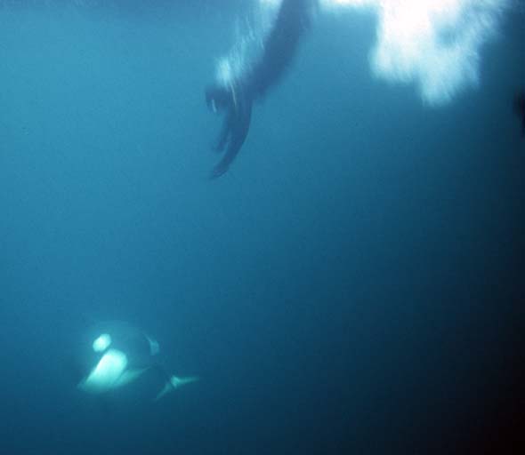 Orcas u