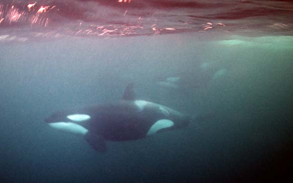 Orcas u3