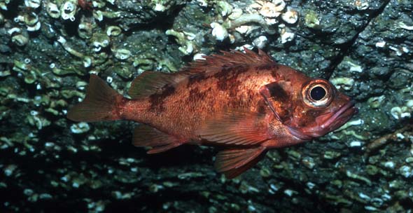 redfish