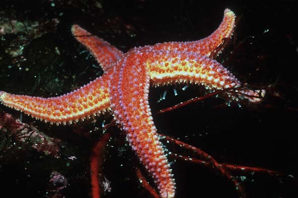 starfish 1