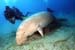 Dugong3