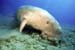 Dugong4