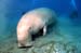 Dugong5