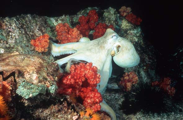Octopus 3