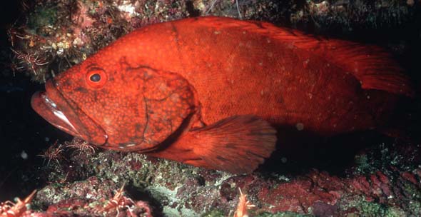 Tomatogrouper