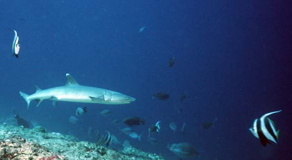 Whitetip