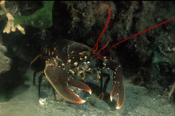 Lobster 4
