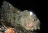 FrogSecret1.jpg (42408 Byte)