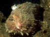 FrogSecret3.jpg (48735 Byte)