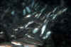 Welse3.jpg (33737 Byte)