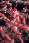 pygmyseahorserot.jpg (23515 Byte)