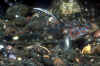 Grundel10.jpg (51029 Byte)
