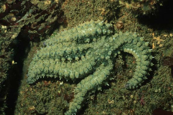 Eisstern, Cornwall-98, Conqueror wreck (RS/50mm A16)