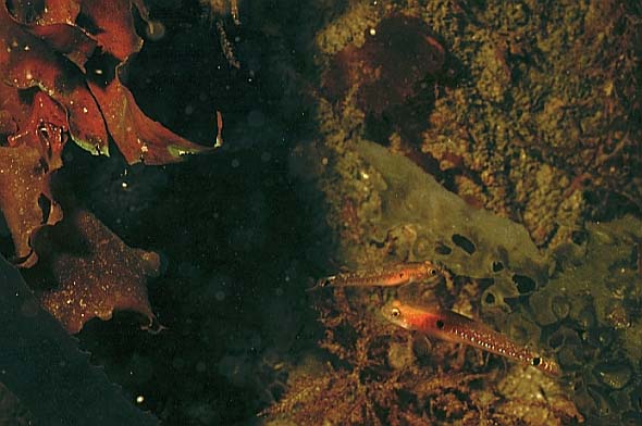 two spotted gobys, Cornwall-98, Conqueror wreck (RS/50mm A16)