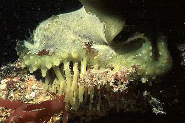 Kelp foot, Cornwall-98, Conqueror wreck (RS/50mm A16)