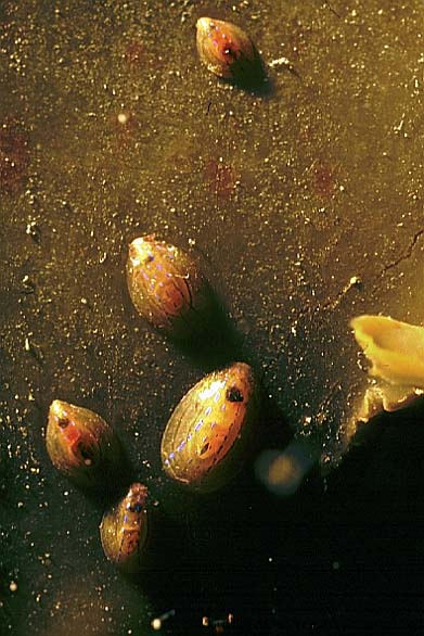 blue-rayed-limped, Cornwall-98, Conqueror wreck (RS/50mm A16)