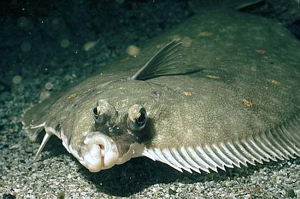 Plaice, Cornwall-98, Loguns Gully (RS/50mm A16)