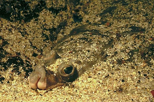 Plaice head, Cornwall-98, Loguns Gully (RS/50mm A16)